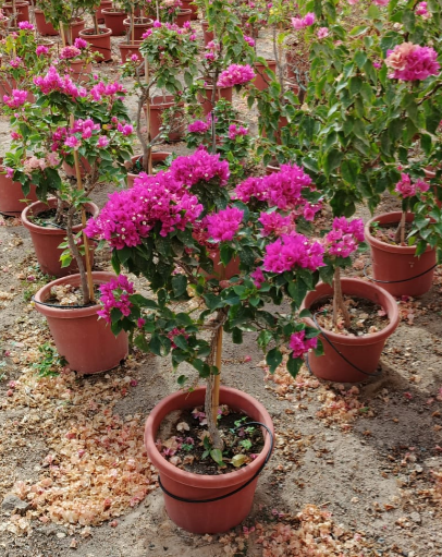 Bougainvillea Double