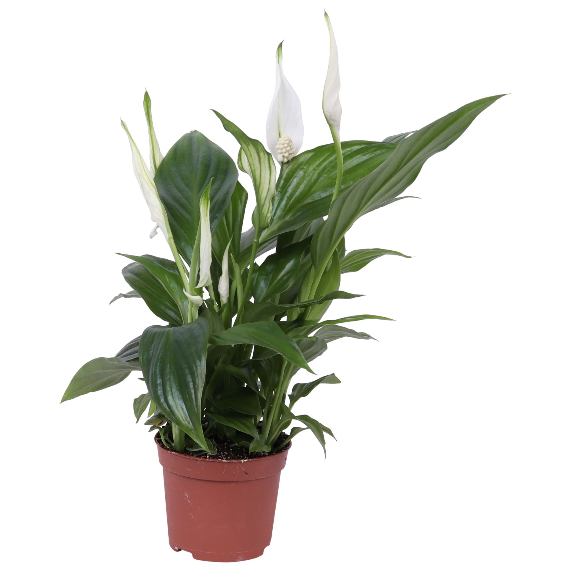 Spathiphyllum sweet chico