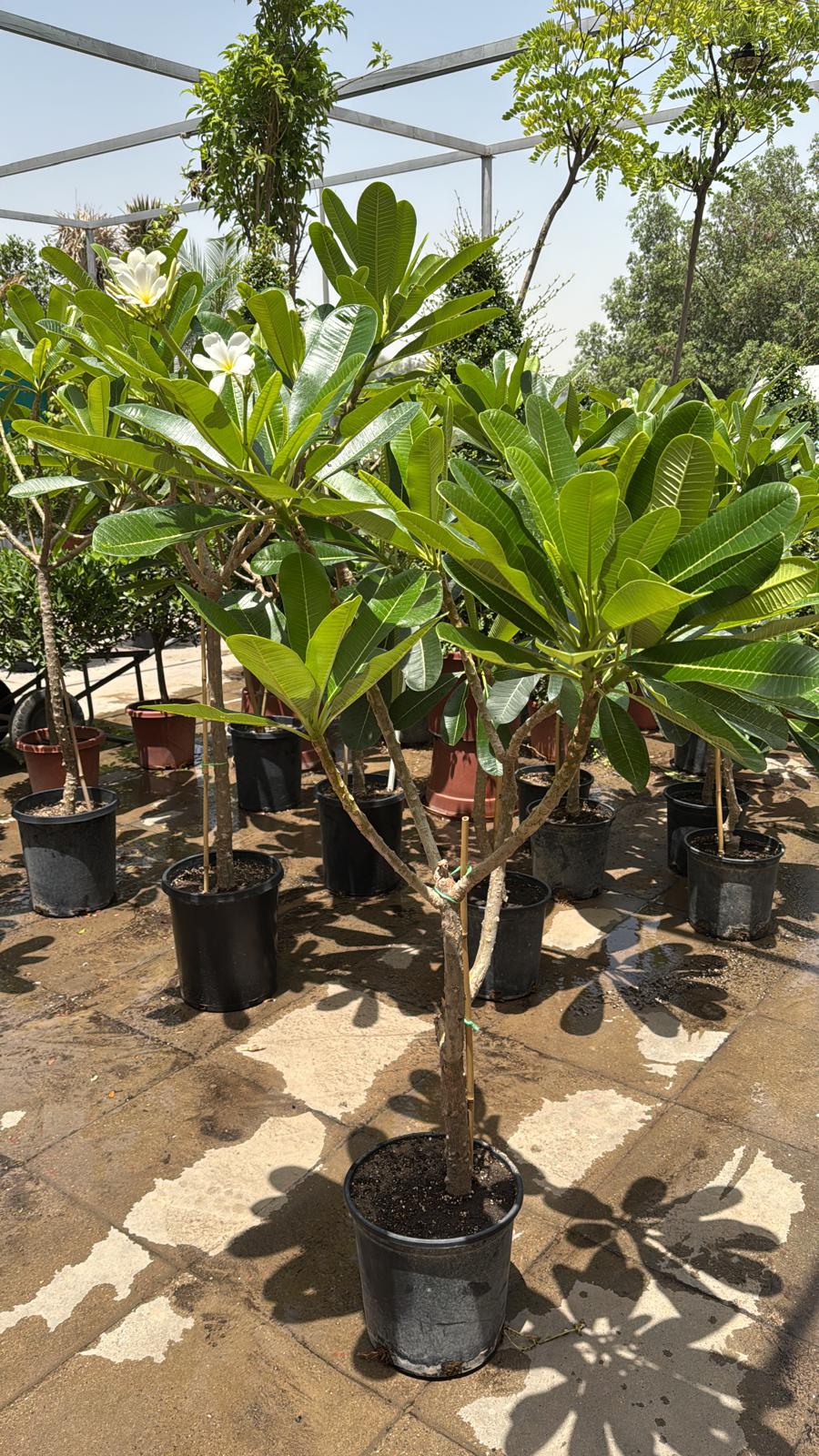 plumeria