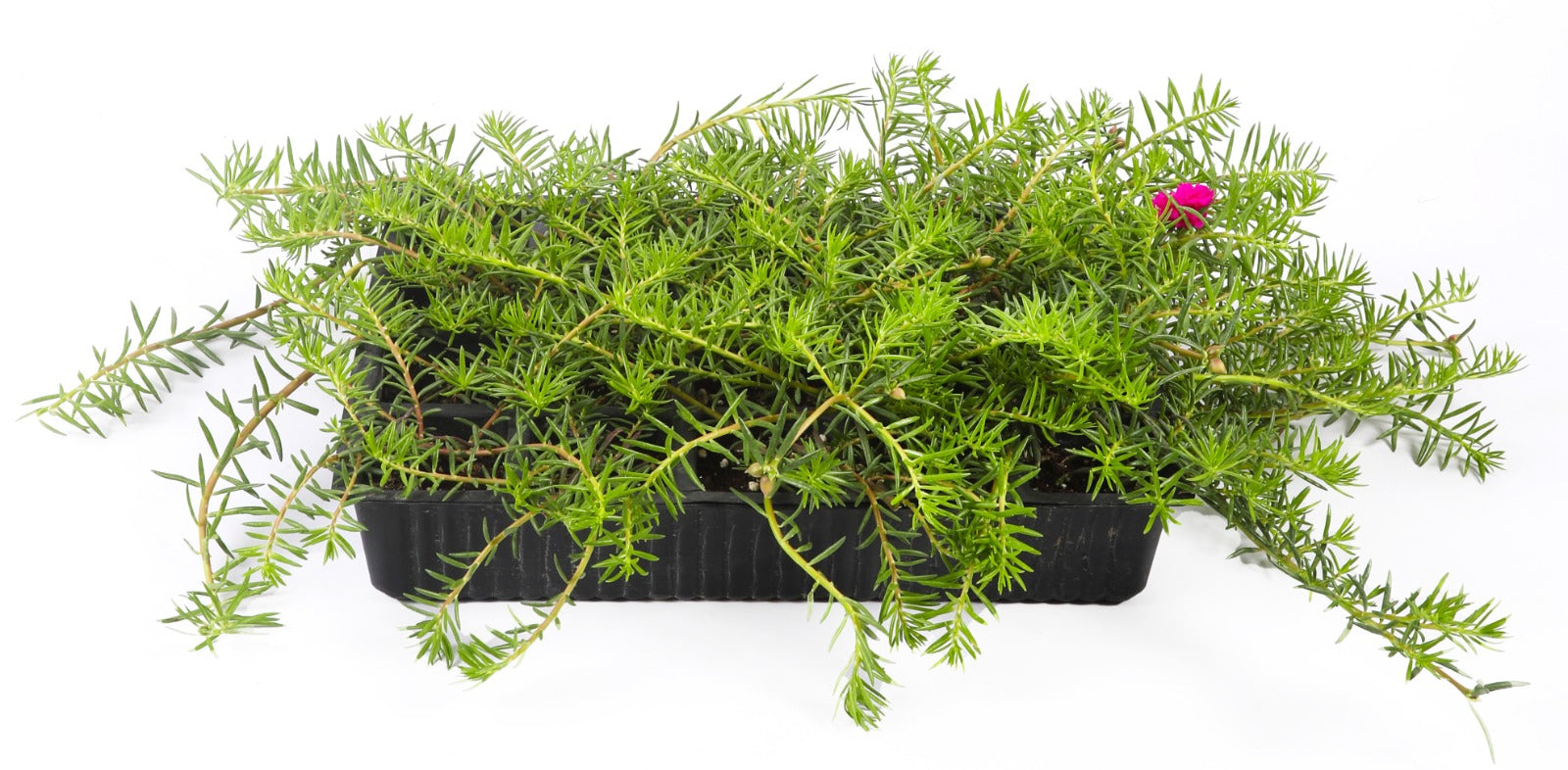 Court Plant