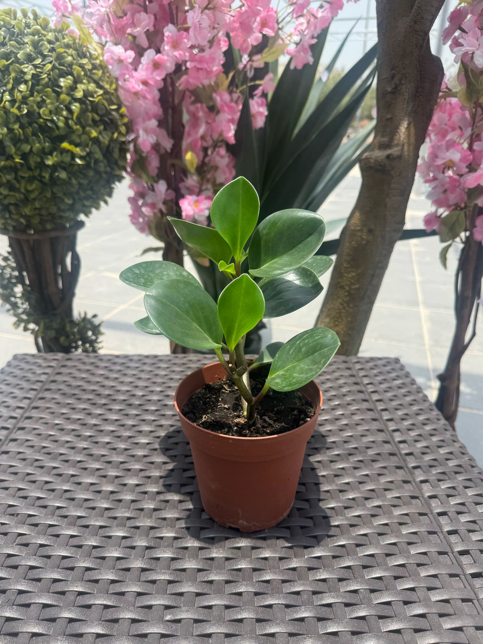 Peperomia
