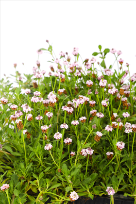Lippia