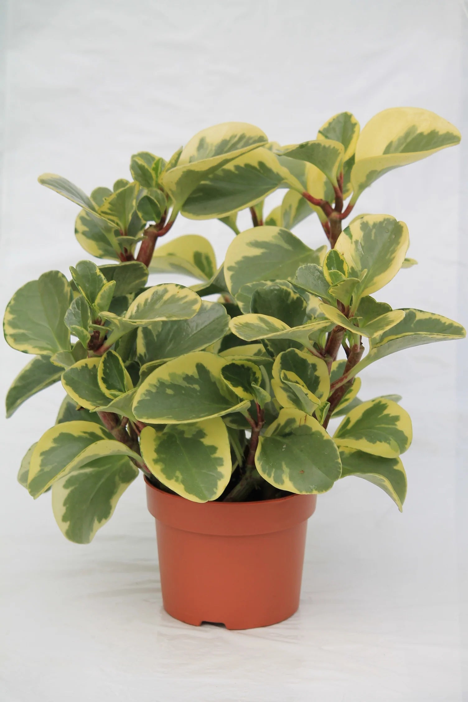 peperomia magnoliifolia variegata