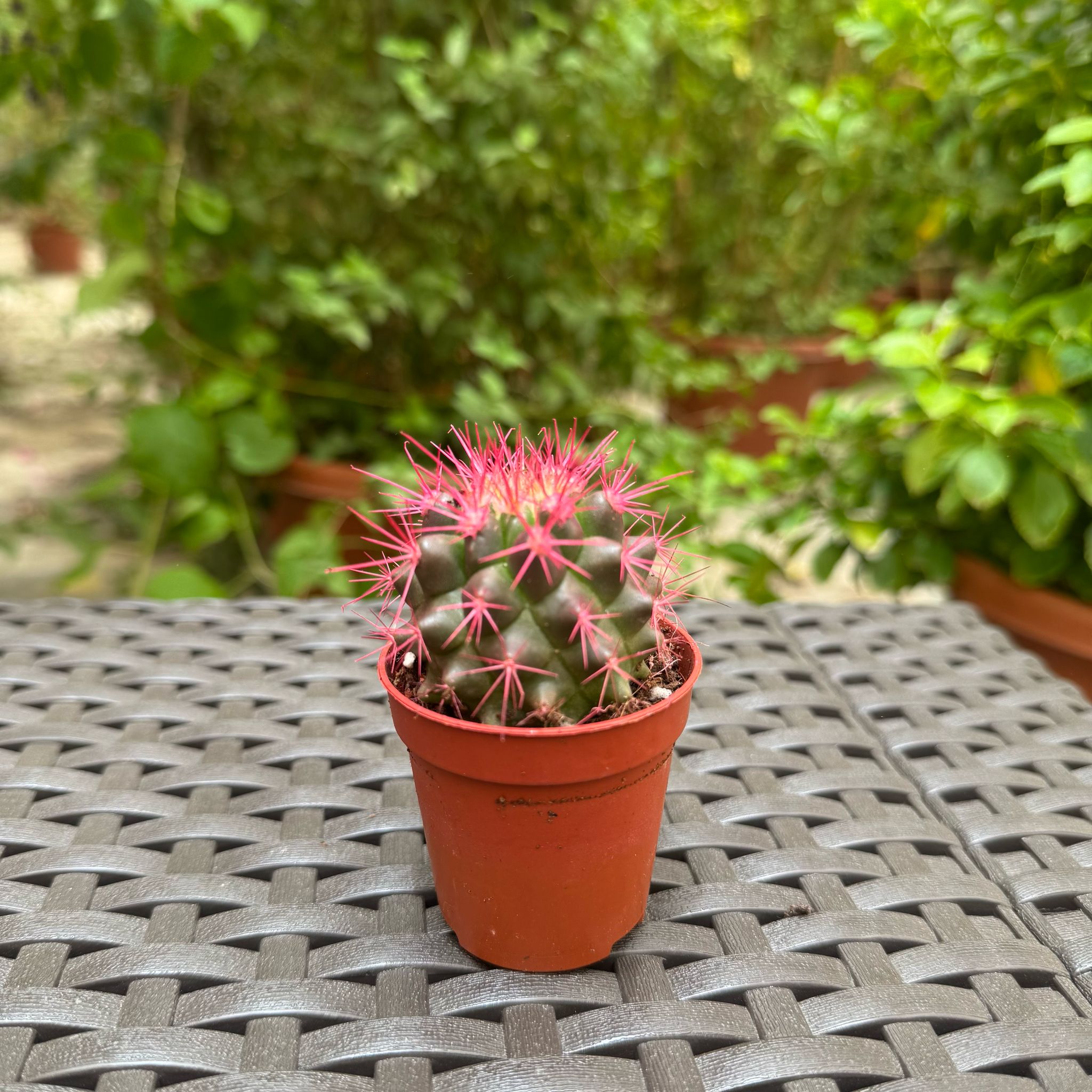 Cactus pink edition