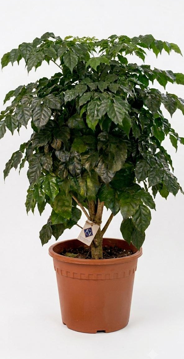 Radermachera