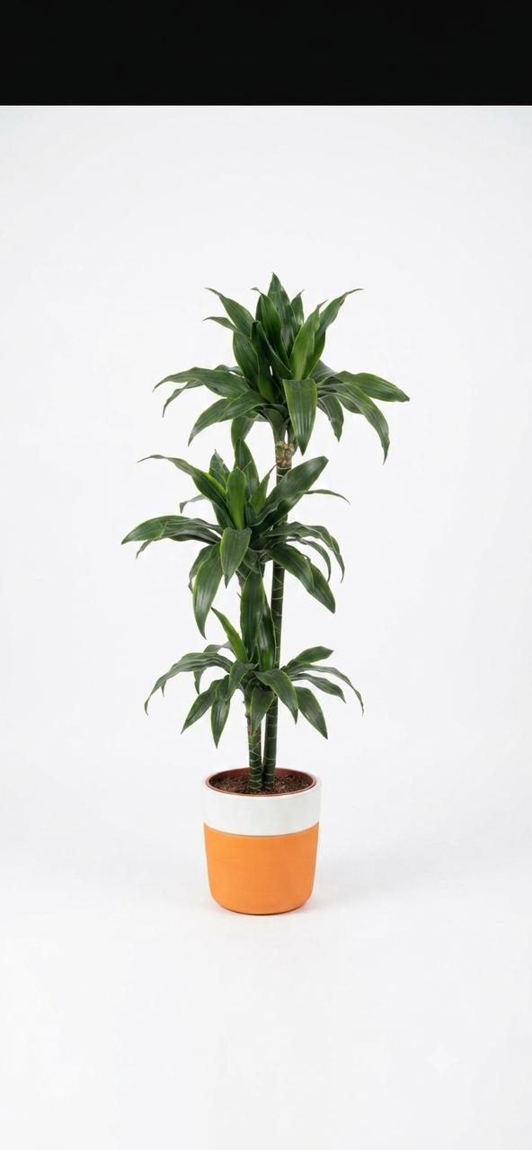 Darcaena fragrans