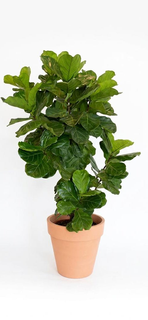 Fiddle leaf fig