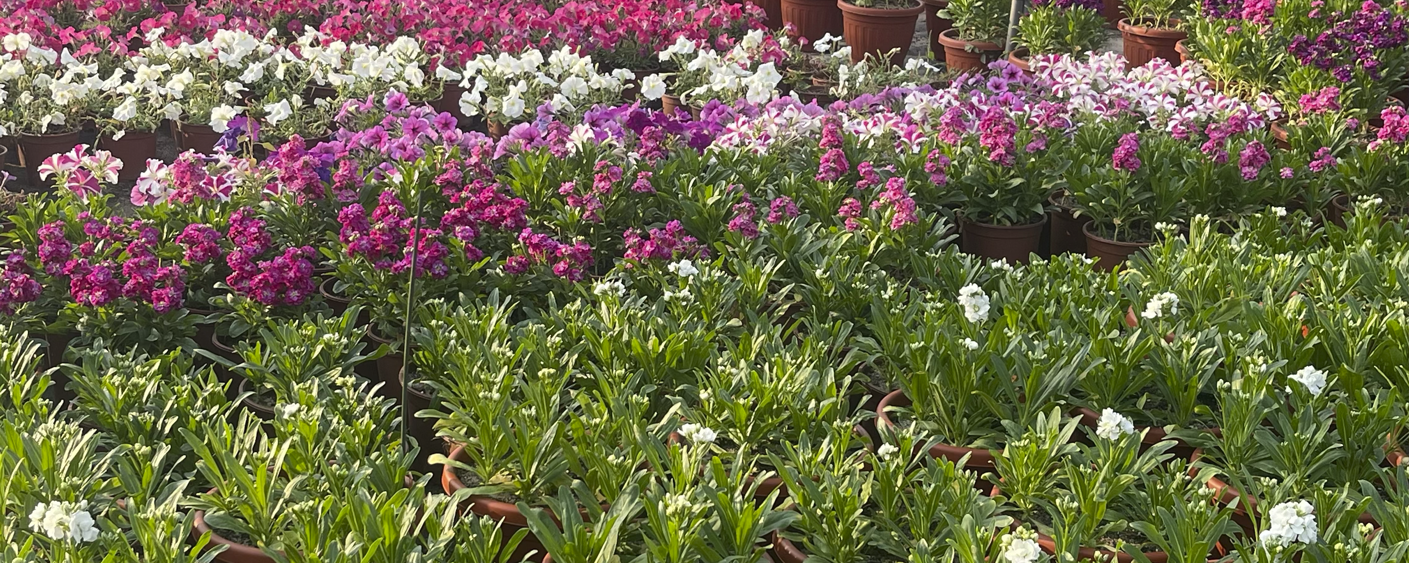 Plants