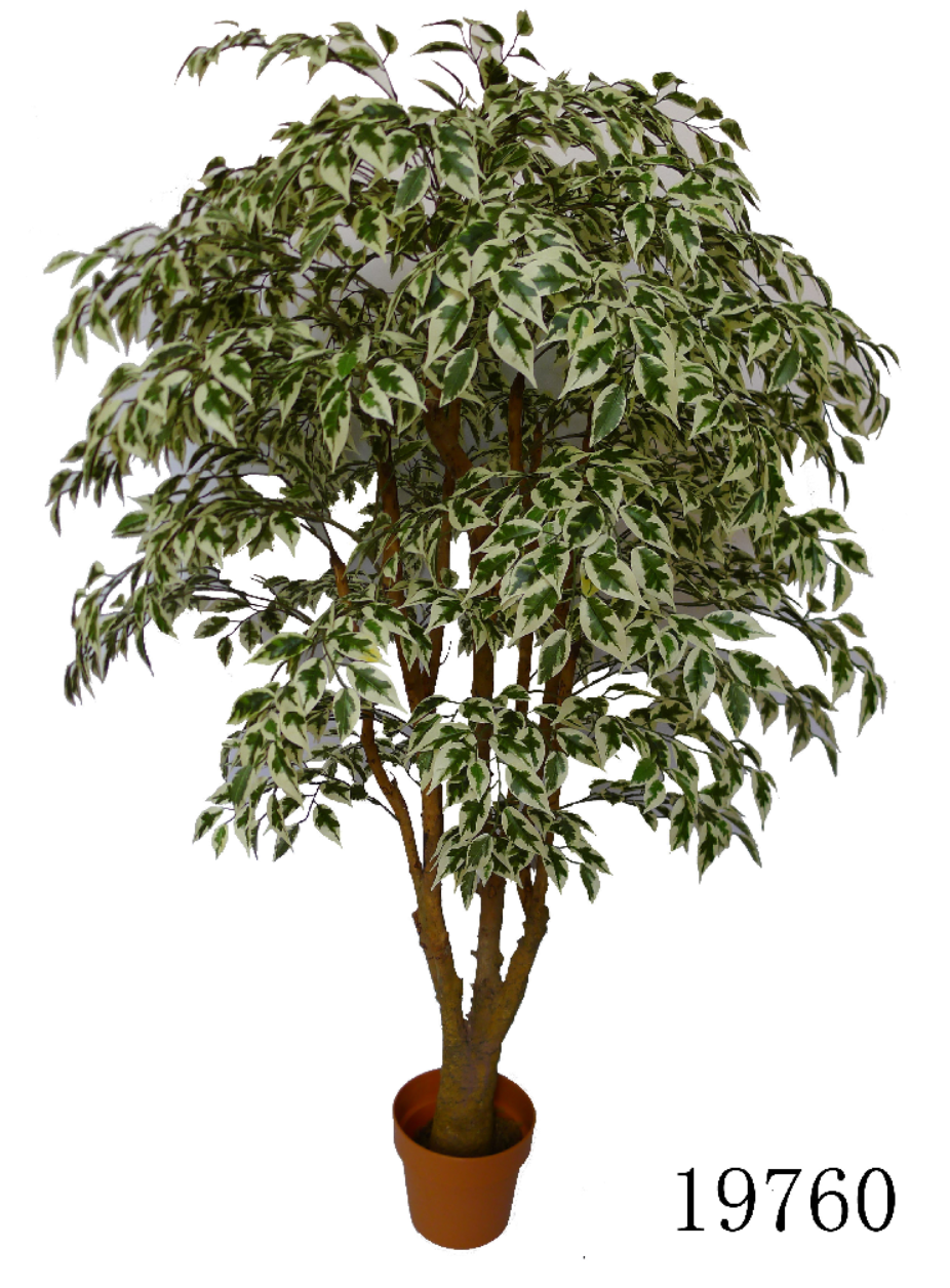 MINI VARIEGATED FICUS L VS