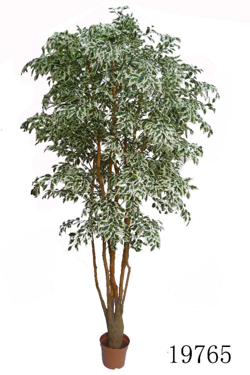 MINI VARIEGATED FICUS LV5