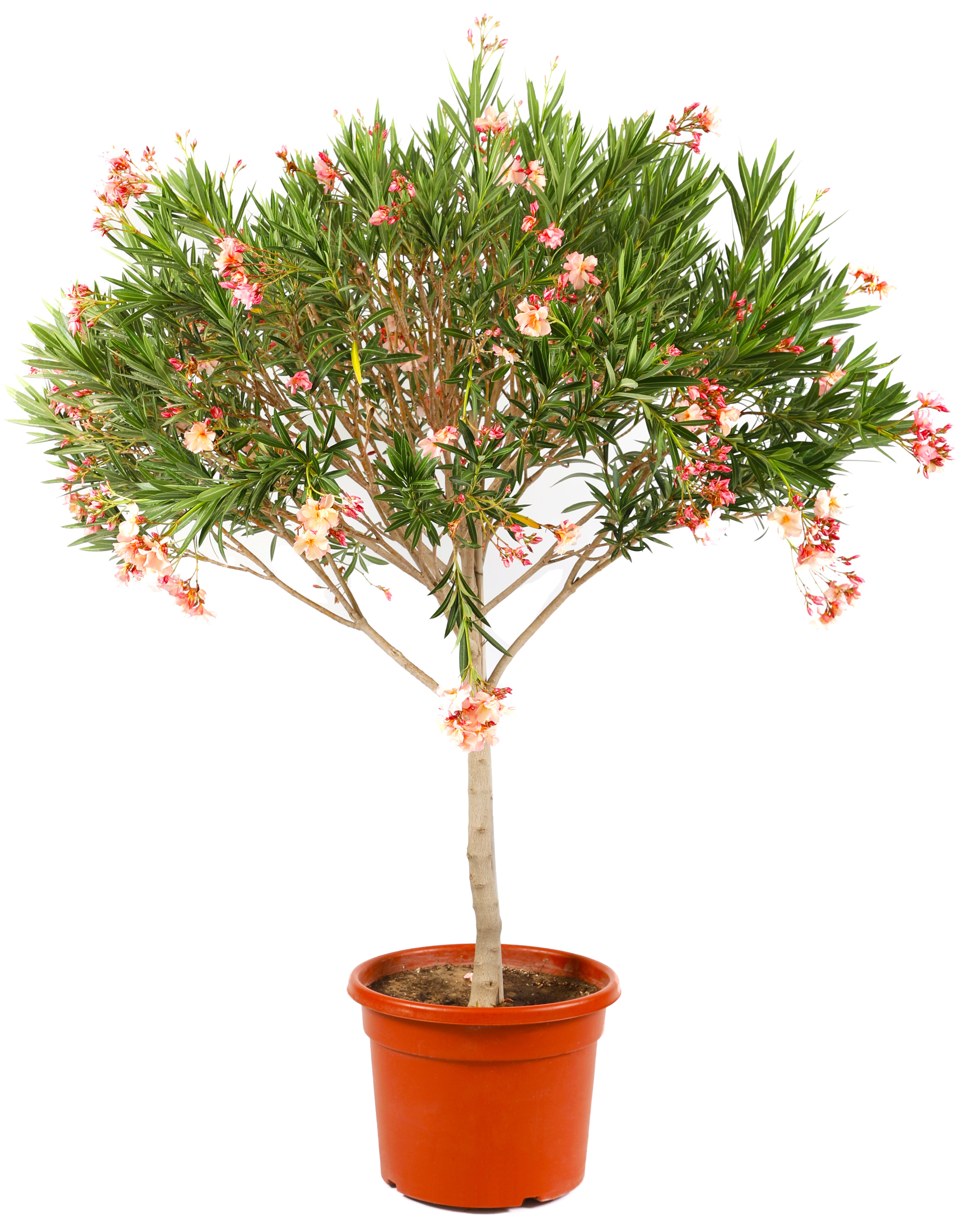 نيريوم أولياندر