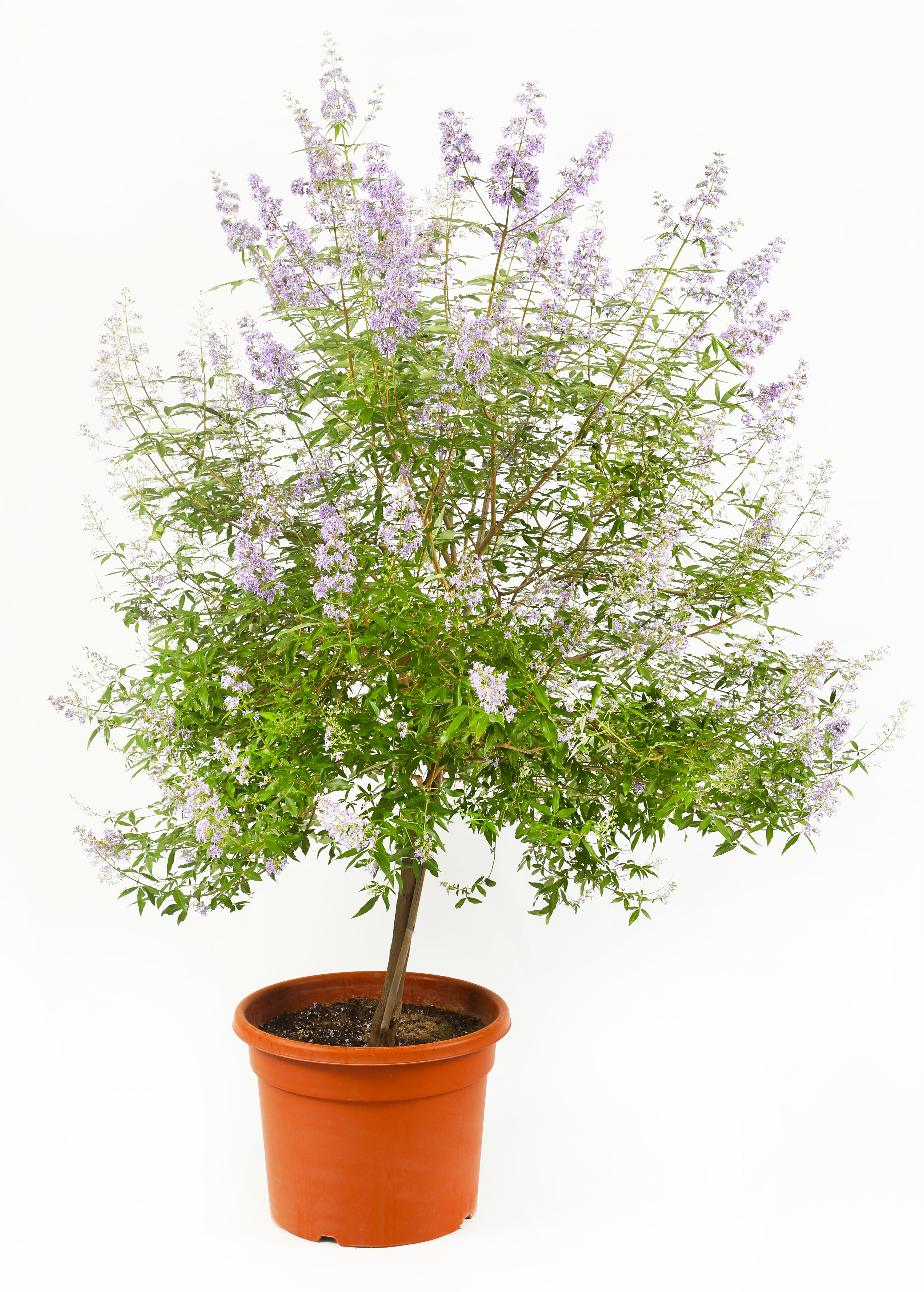 Vitex Green