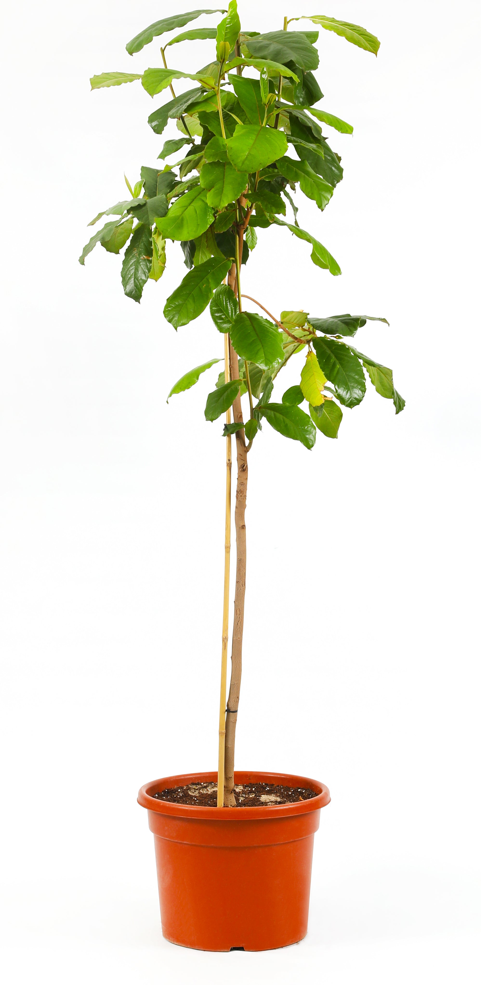 تيرميناليا كاتابا