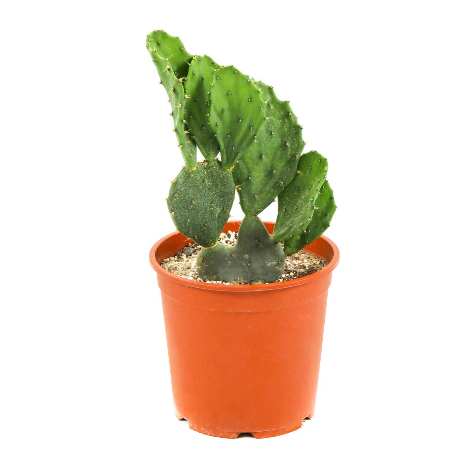 الصبار الشائك