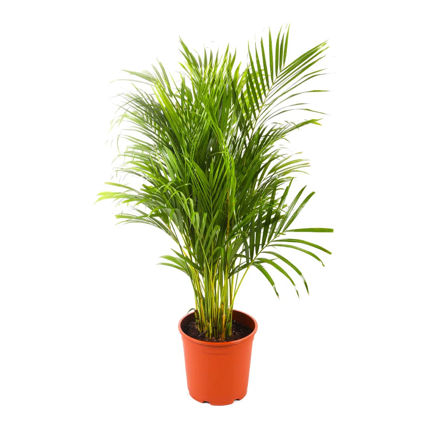 Areca
