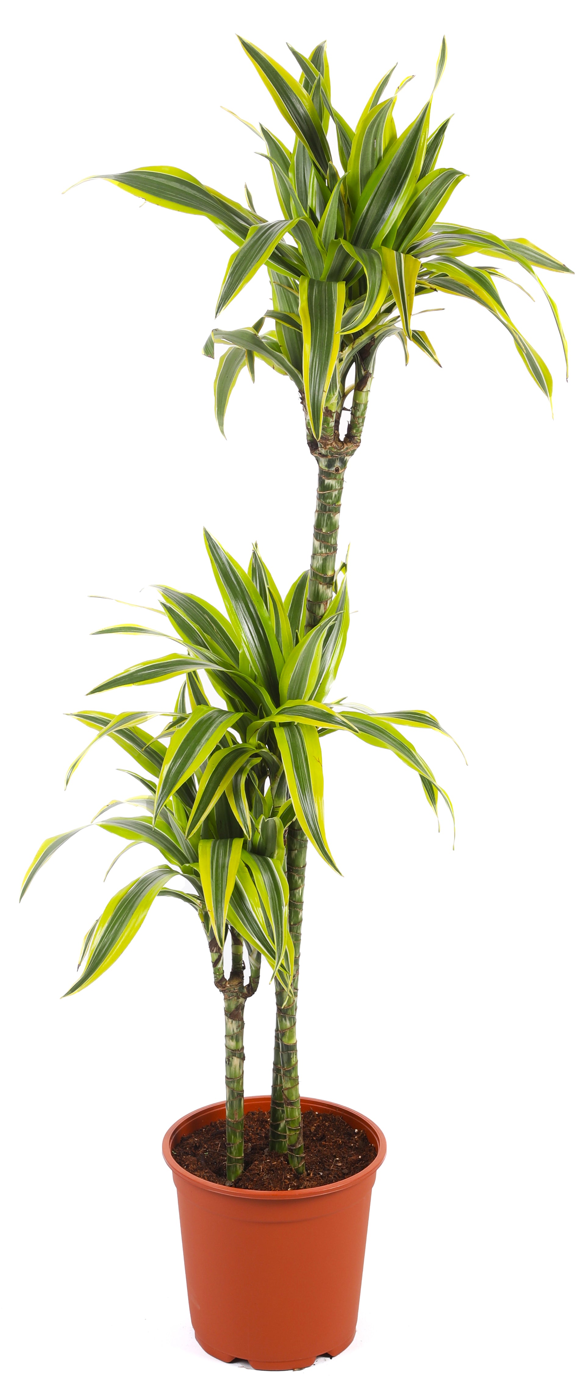 دراسينا وارنيكي (ليمون)