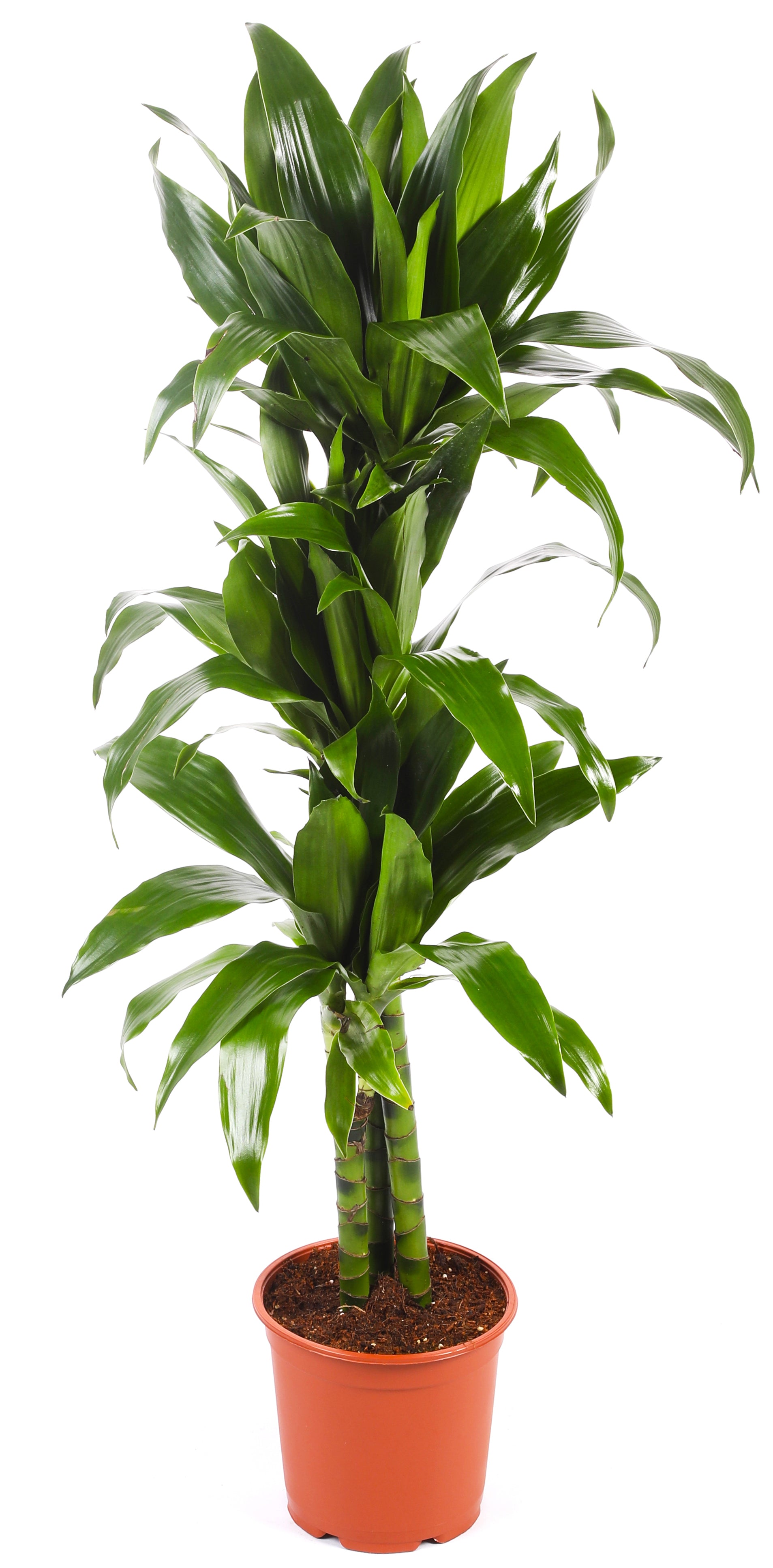 دراسينا جانيت (خضراء)