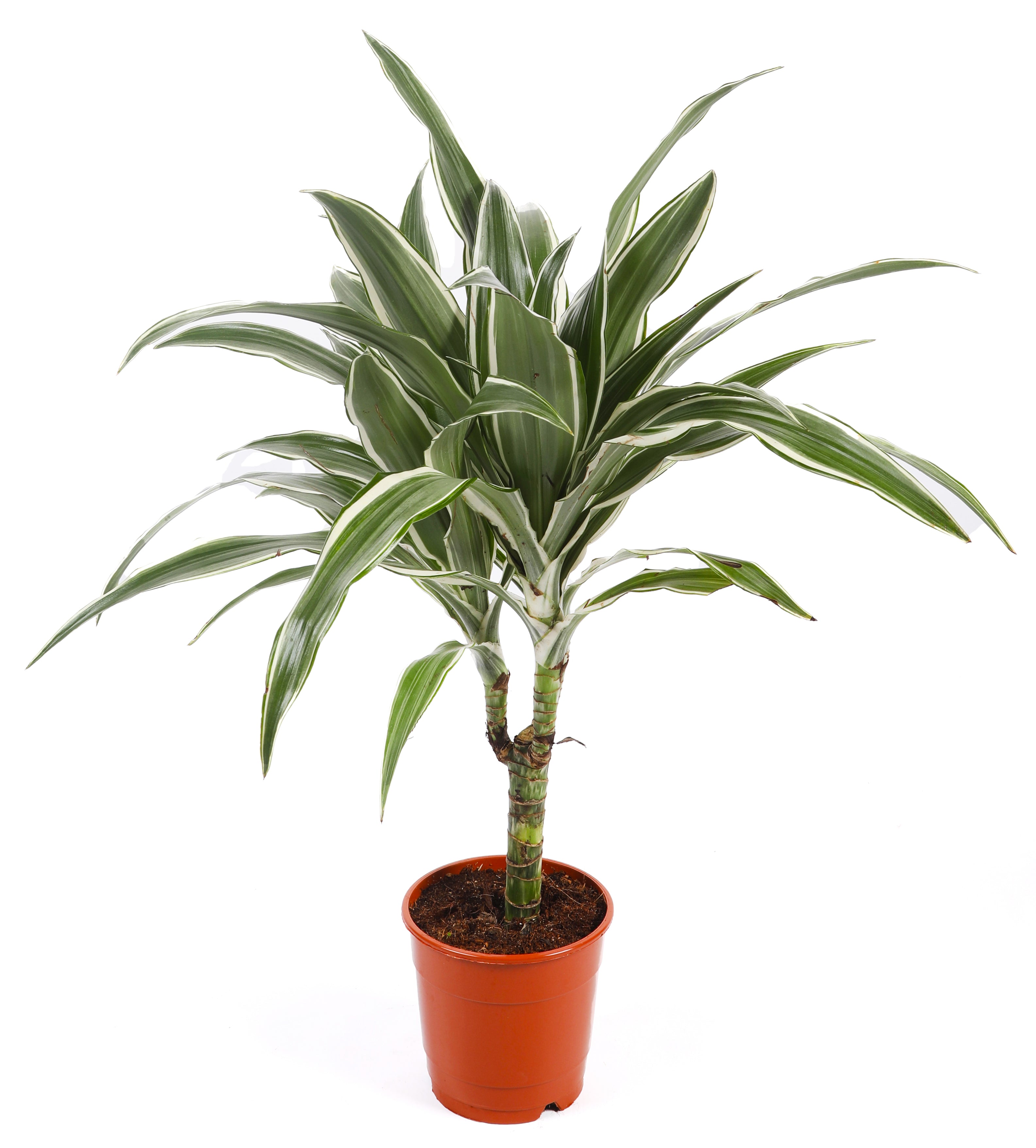 دراسينا وارنيكي (أبيض)