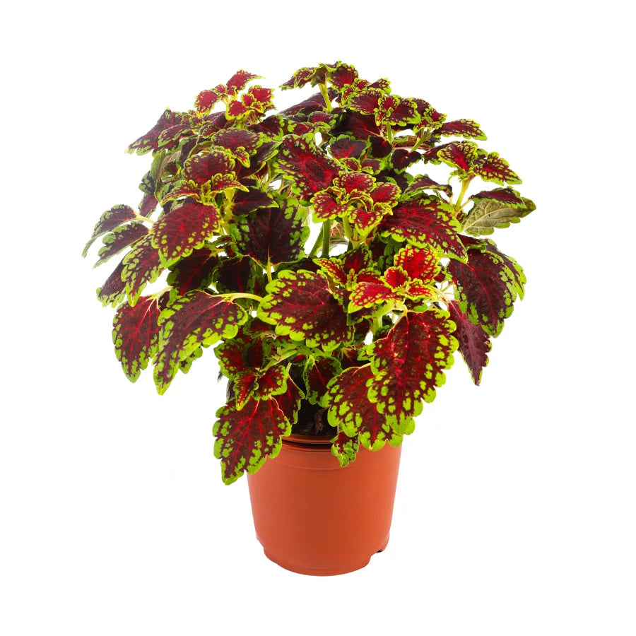 Coleus