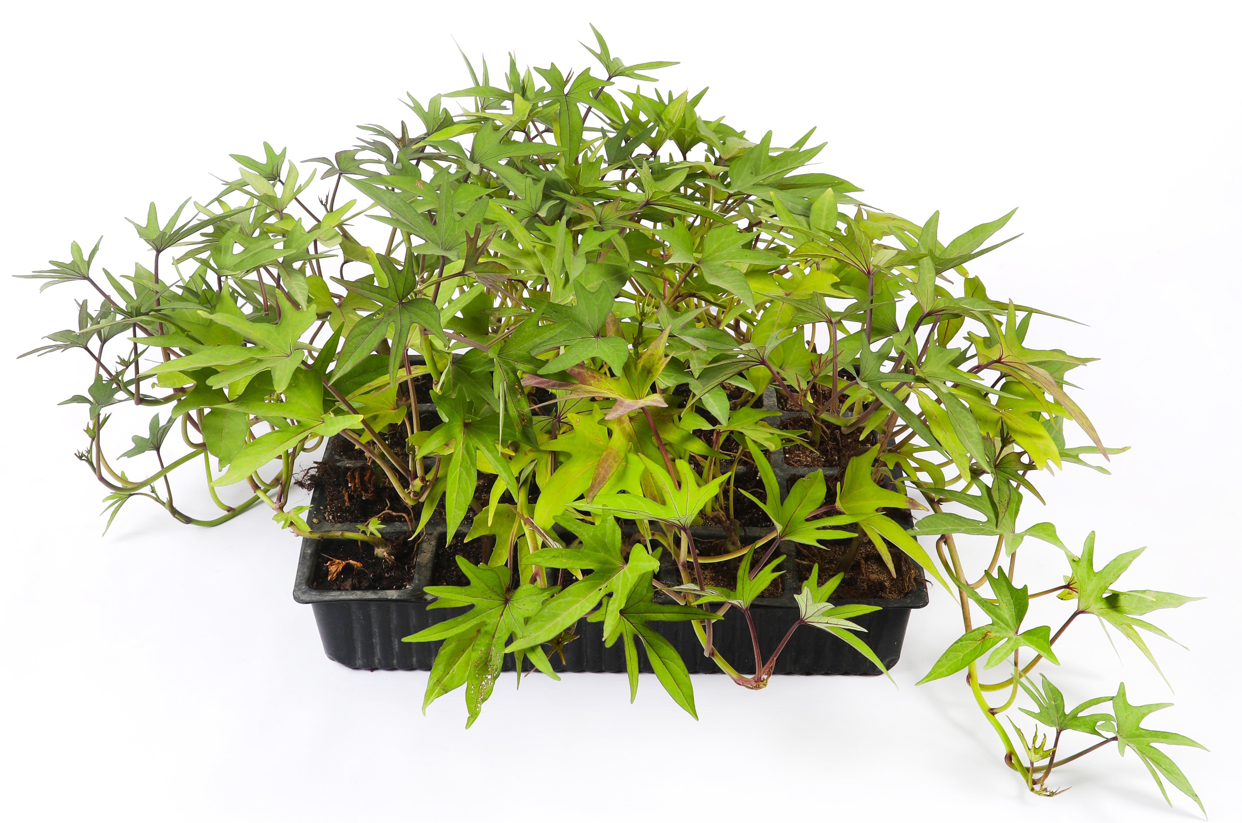 إيبوميا جرين