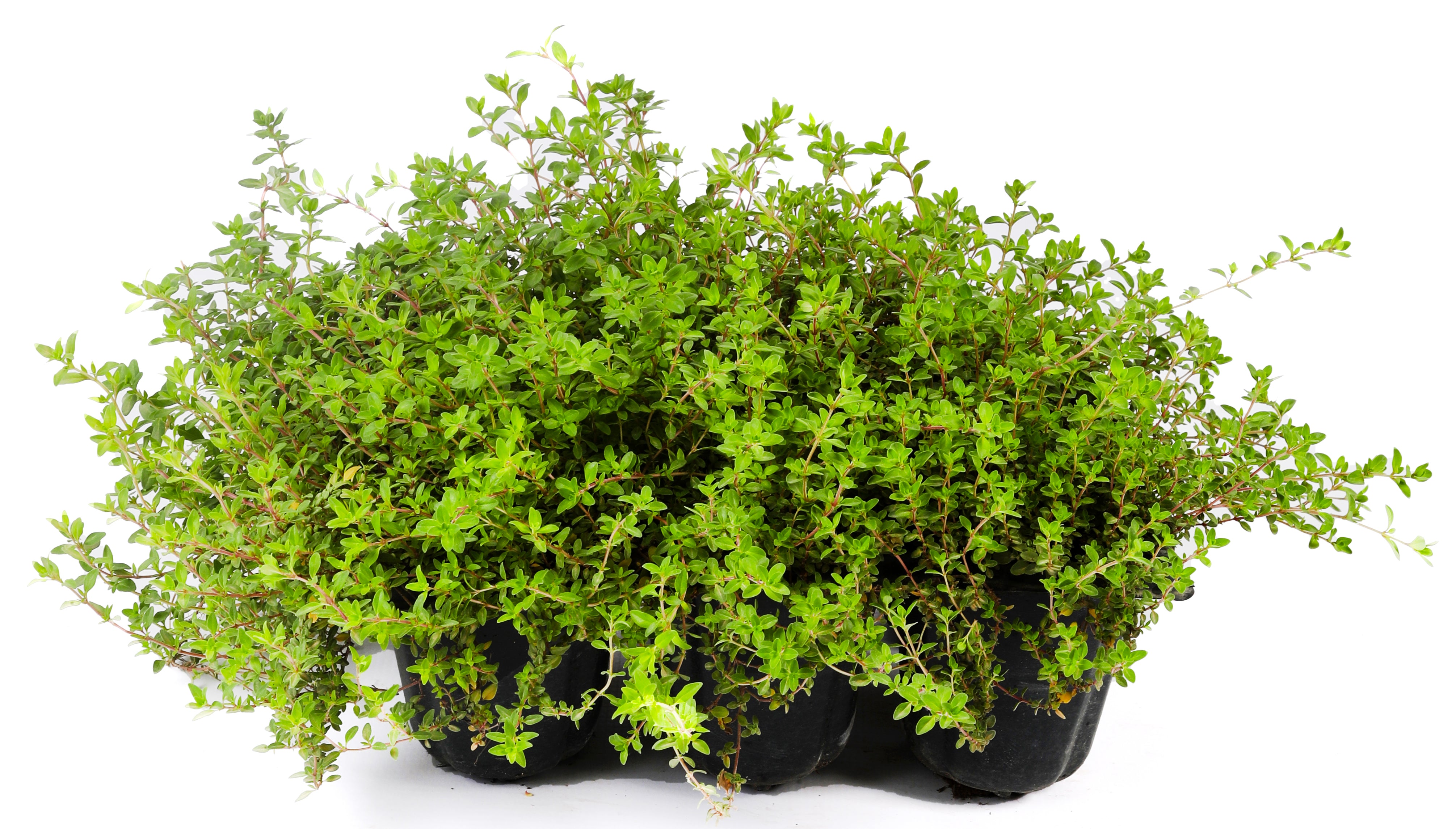 Thyme