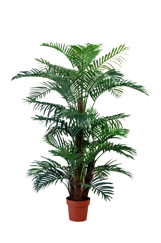ARECA PALM 170 CM
