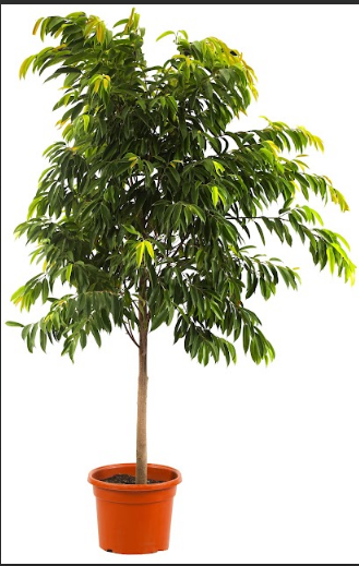 Ficus Alii