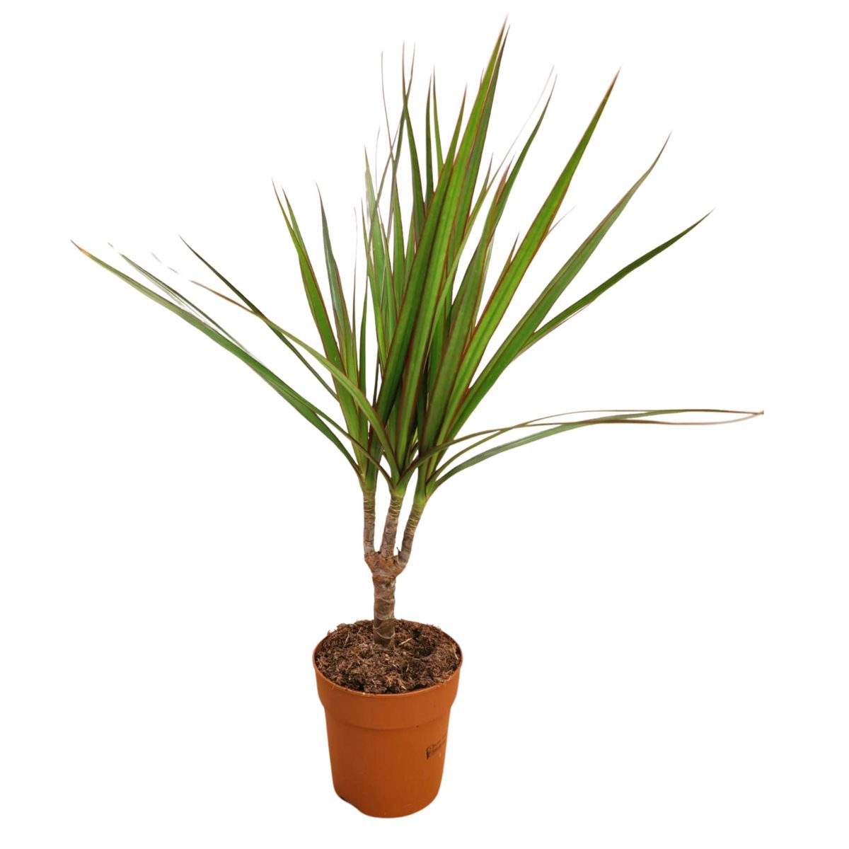 Baby Dracaena marginata