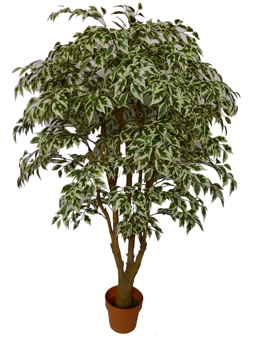 MINI VARIEGATED FICUS L VS