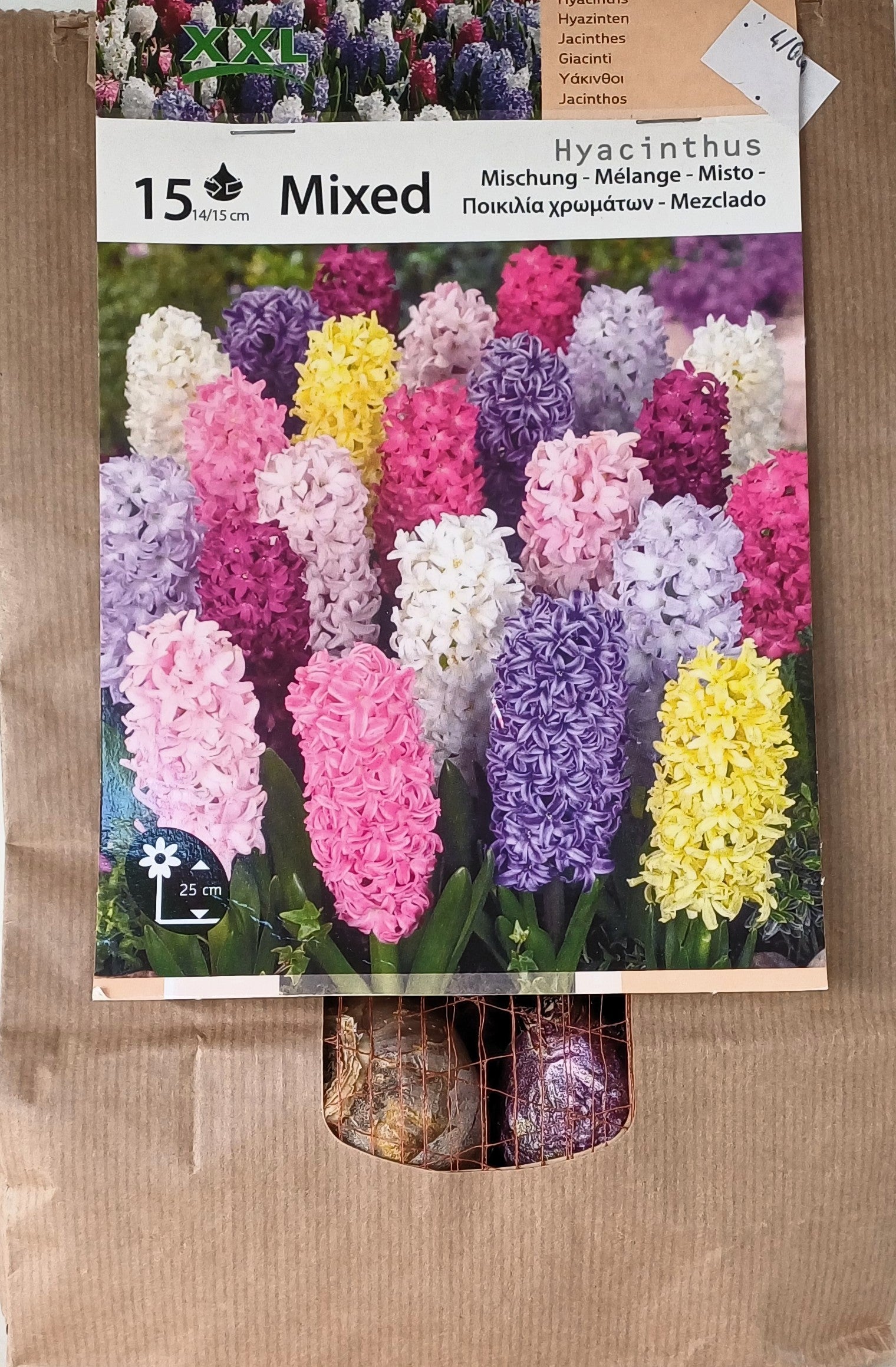 Hyacinthus