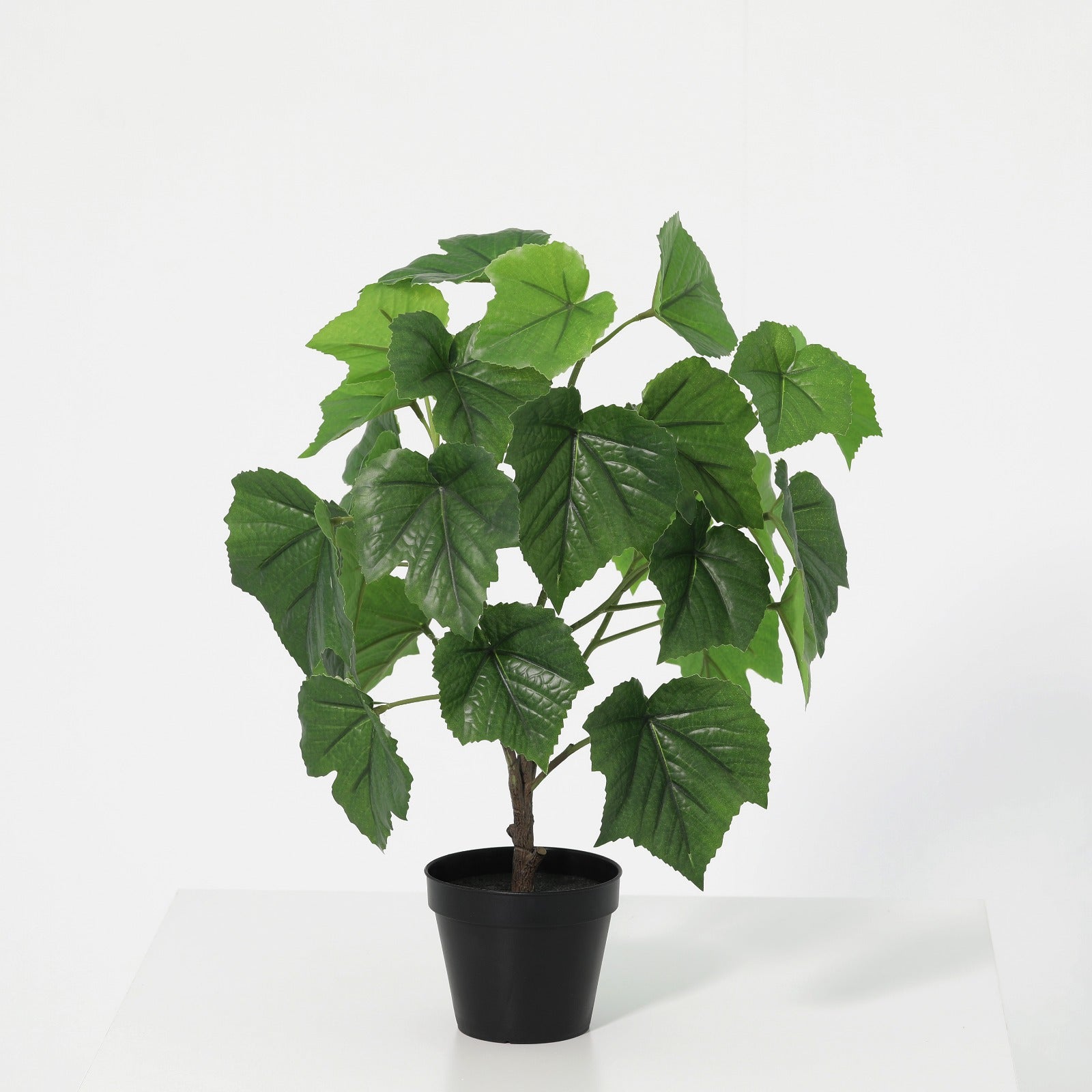 Raisin 26 Ivs potted plant