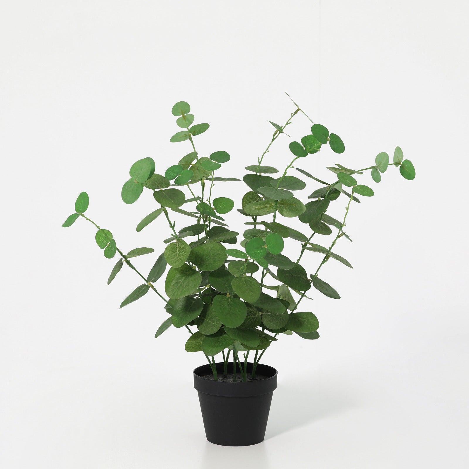 Pecuniary potted plant 150 ivs