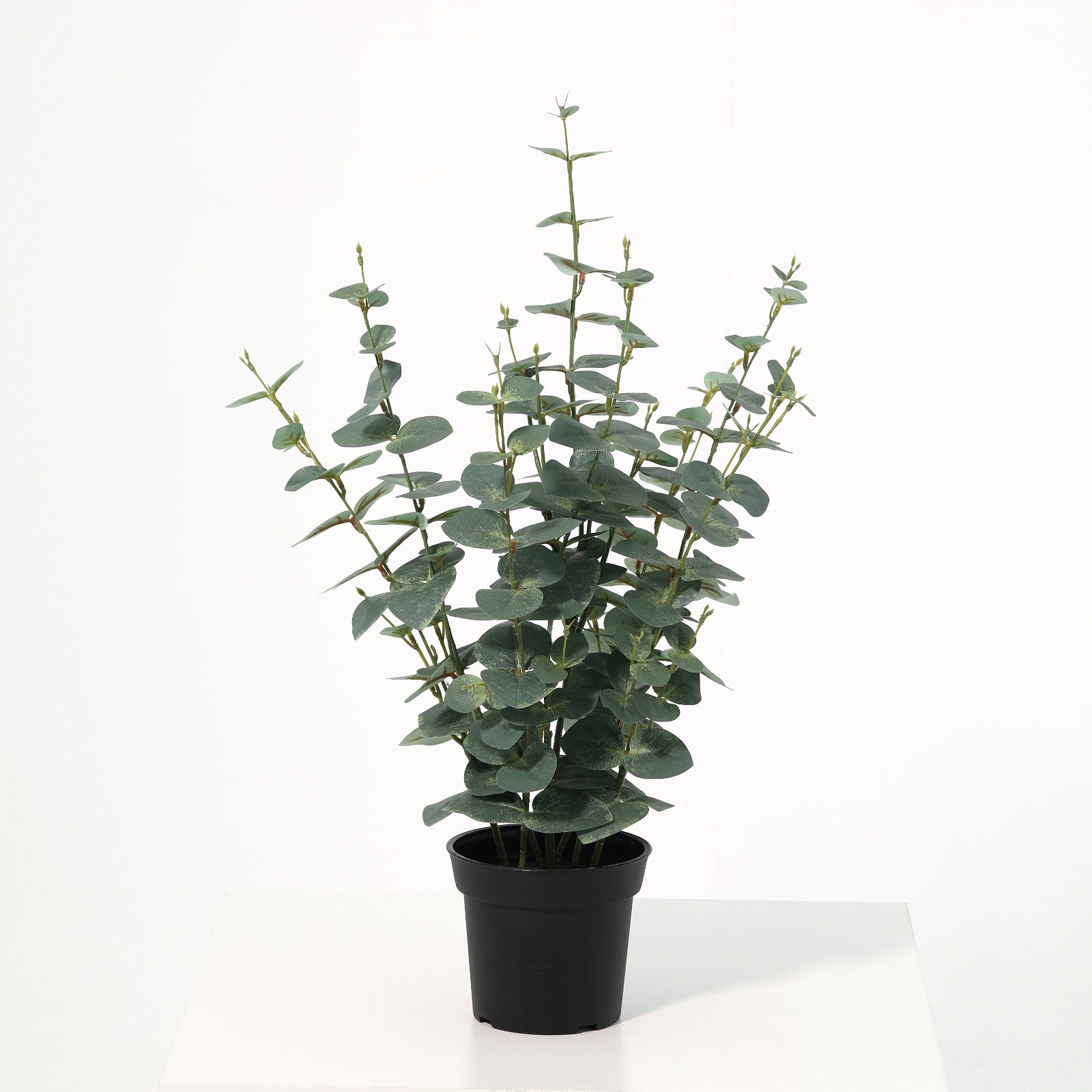 Pecuniary potted plant 220