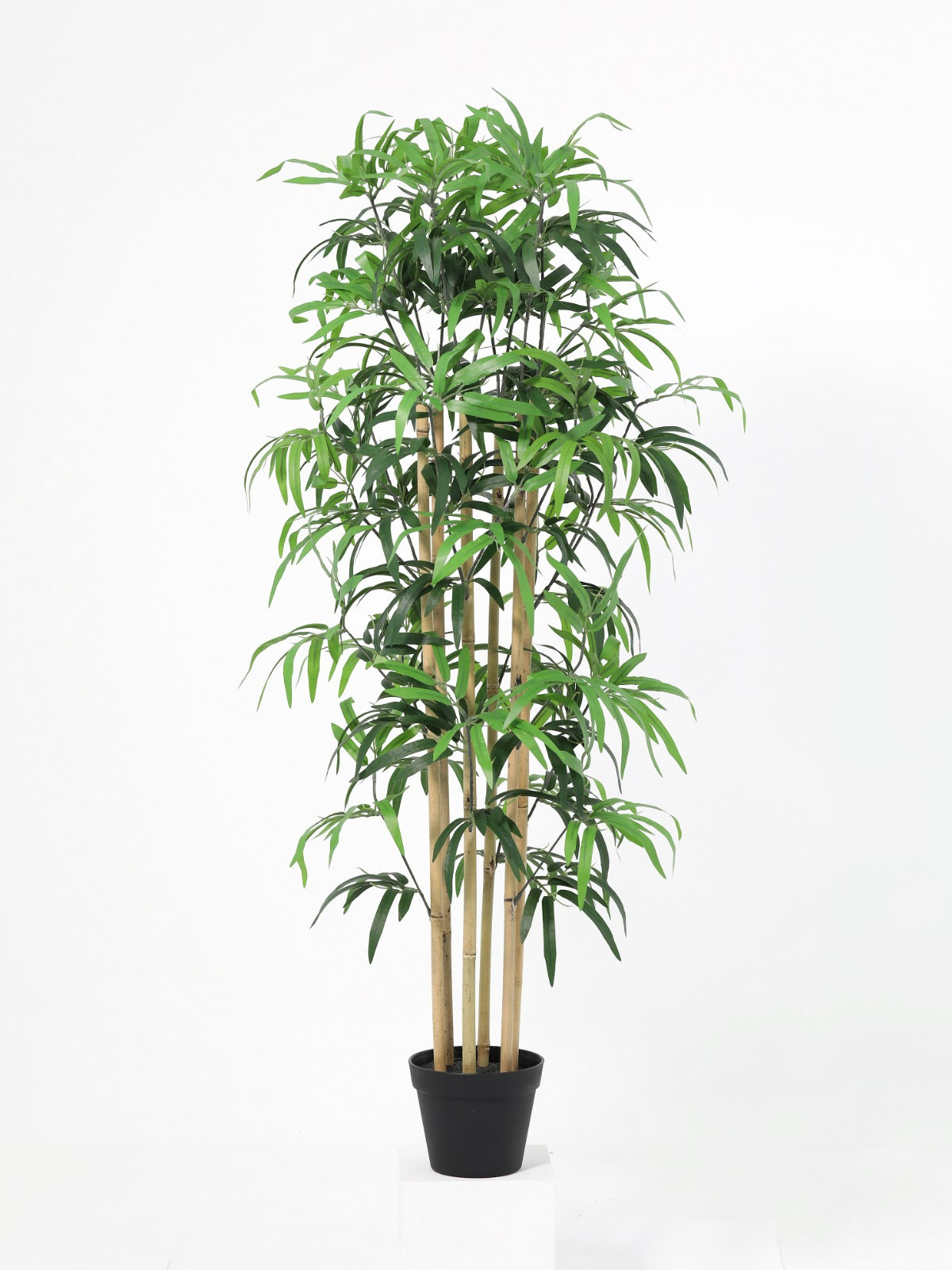 bamboo 183Ivs Potted plant