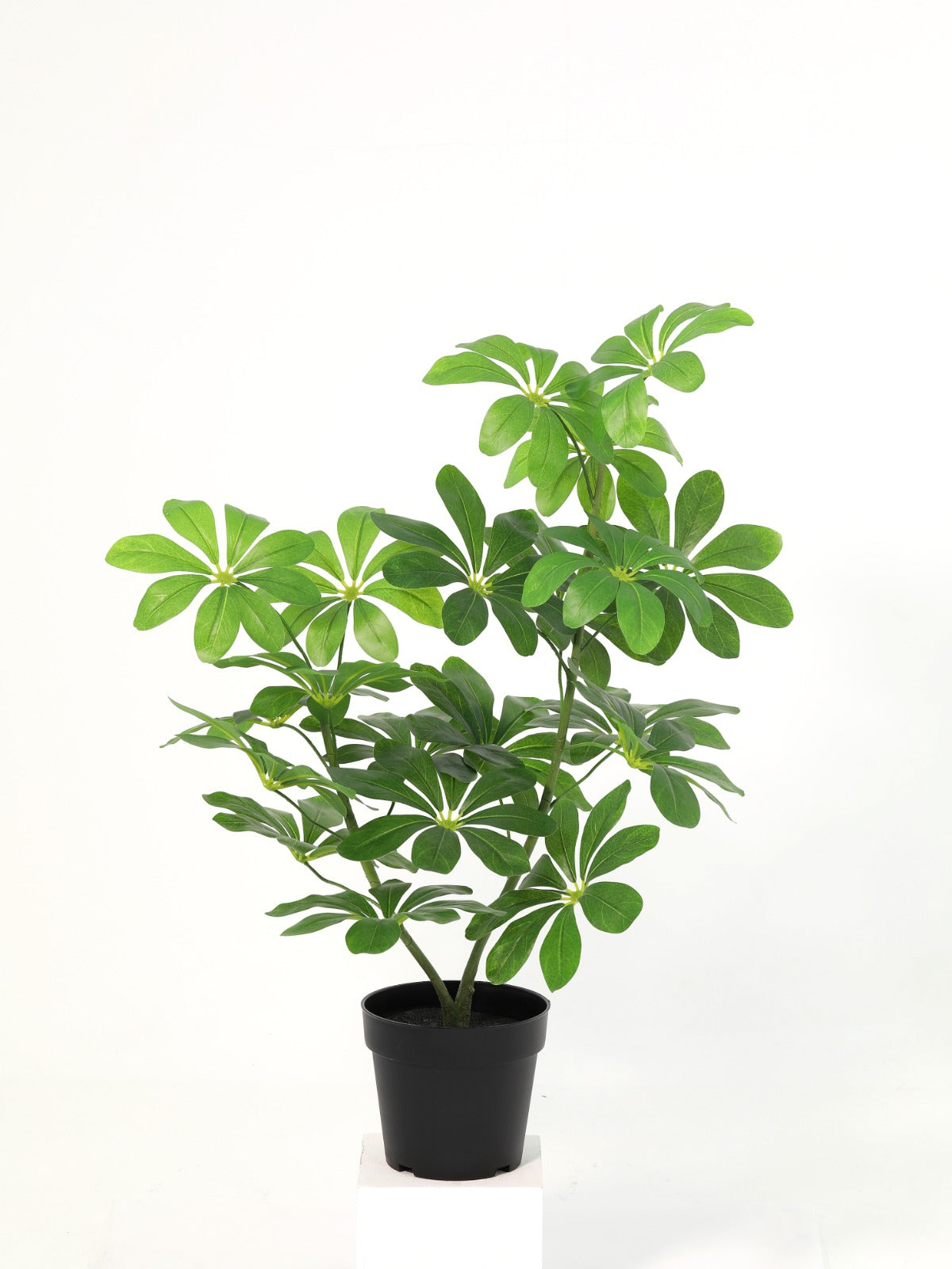 Schefflera vine201vs potted plant