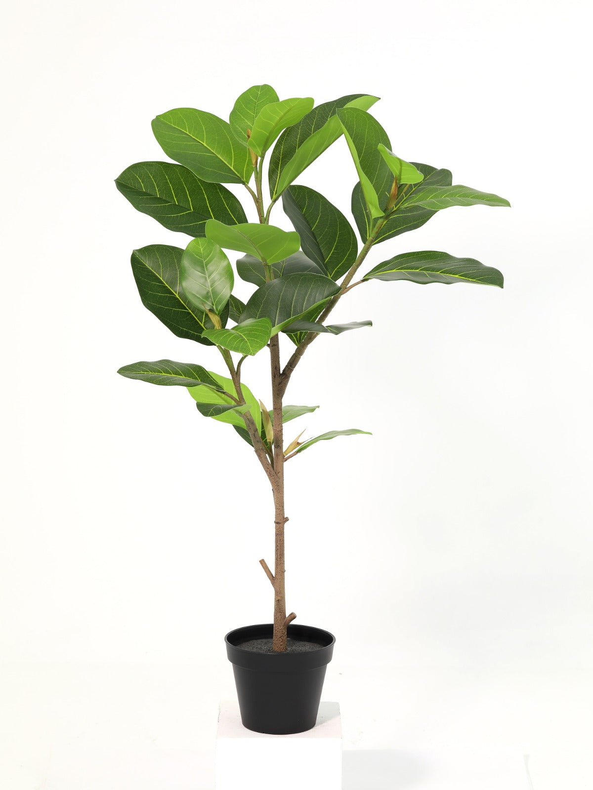 Alpine ficus