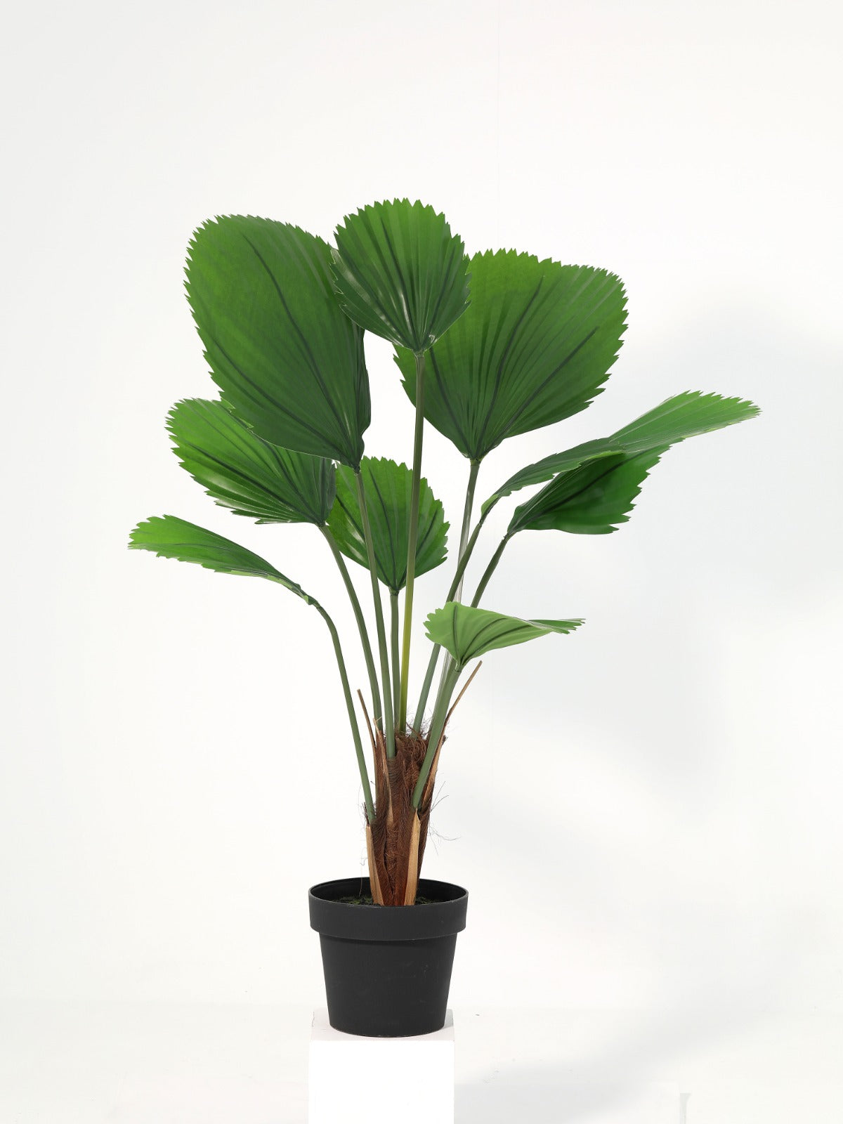 Large Blade potted plant