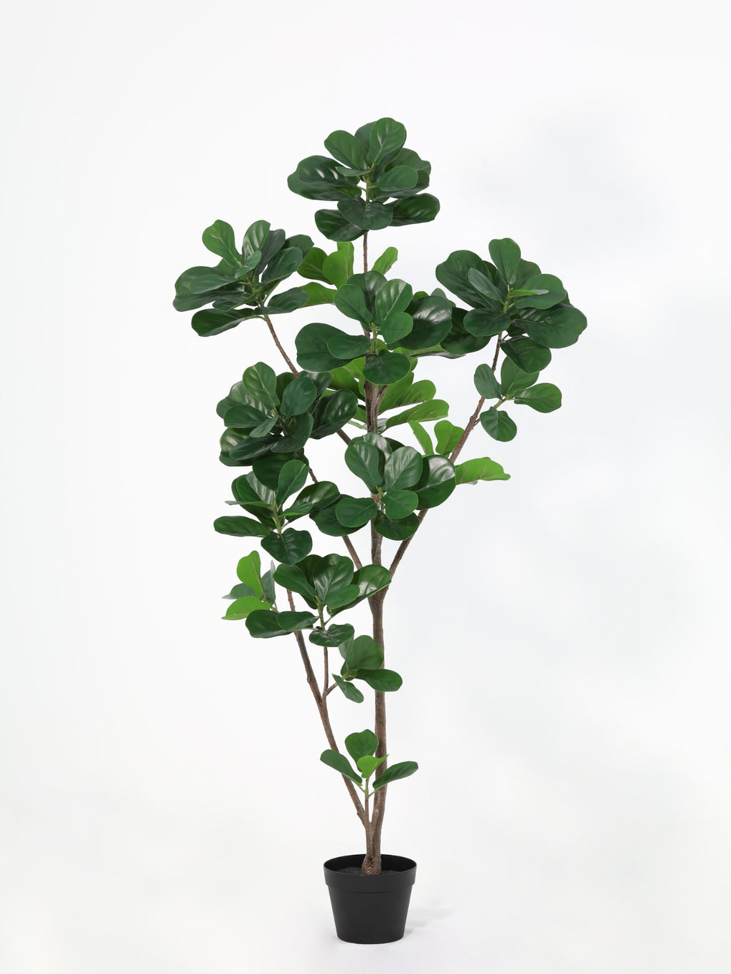 Fiddles Tree