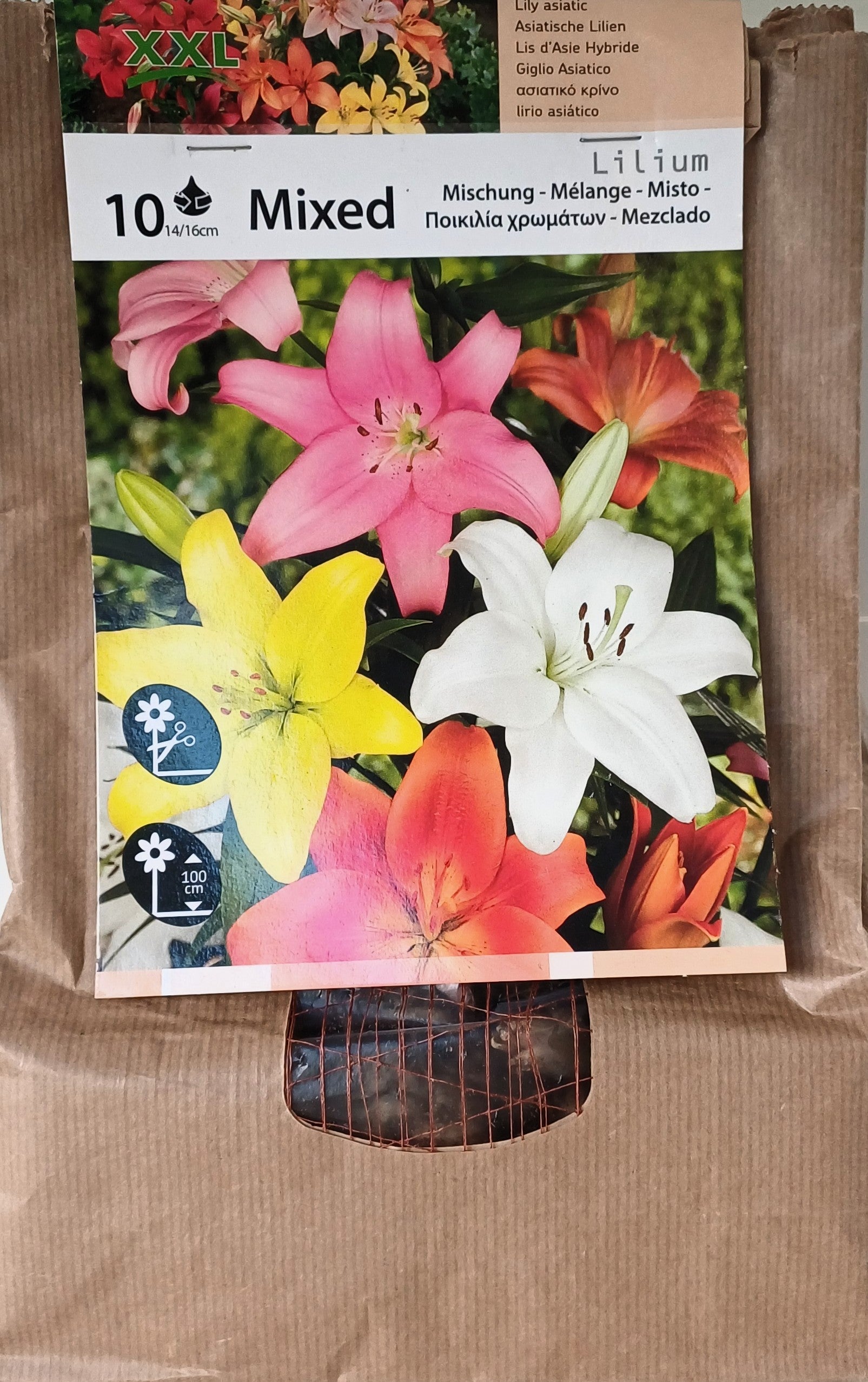 Lilium