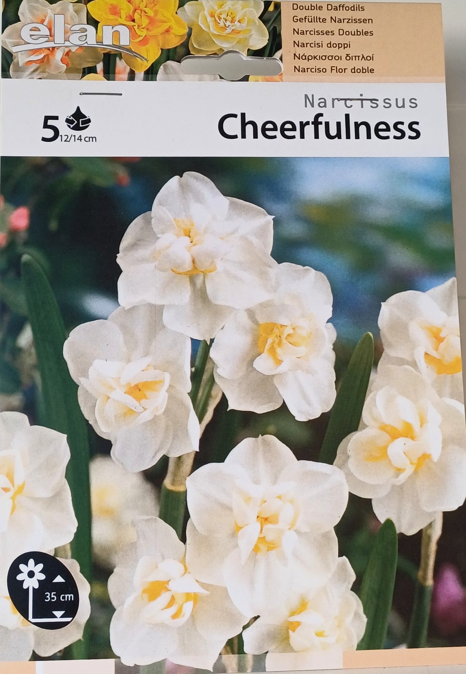 Narcissus