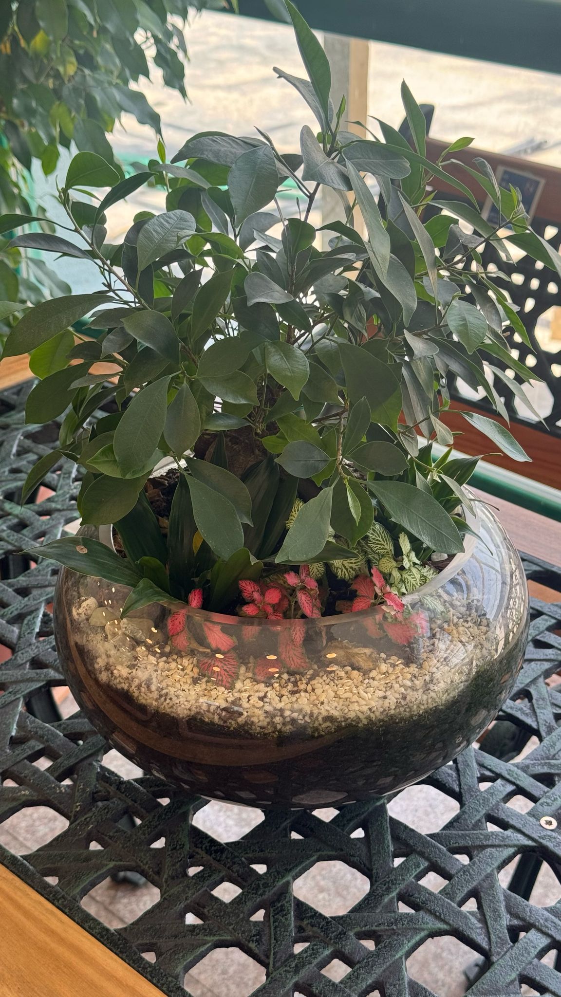 Terrariums