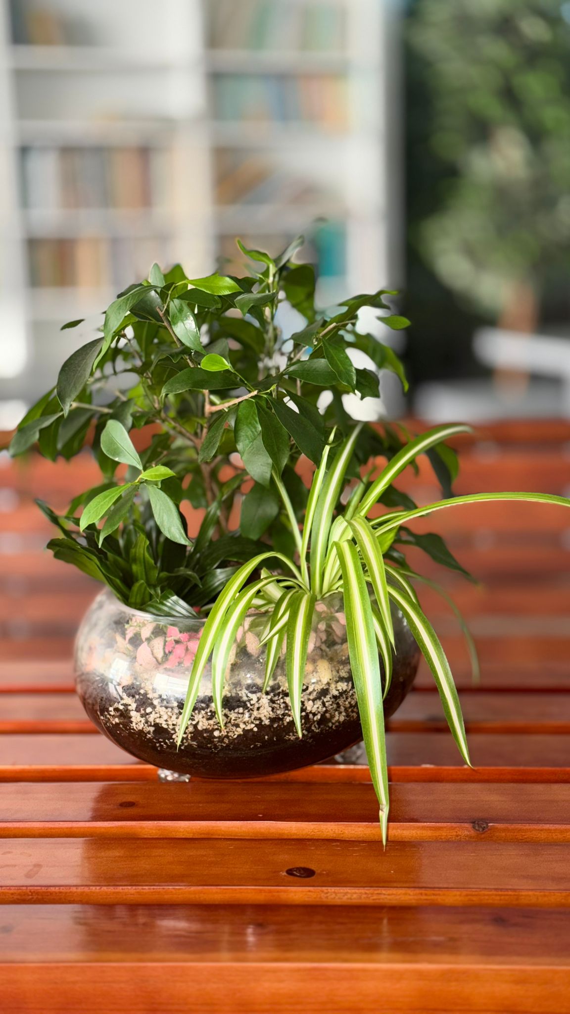 Terrariums