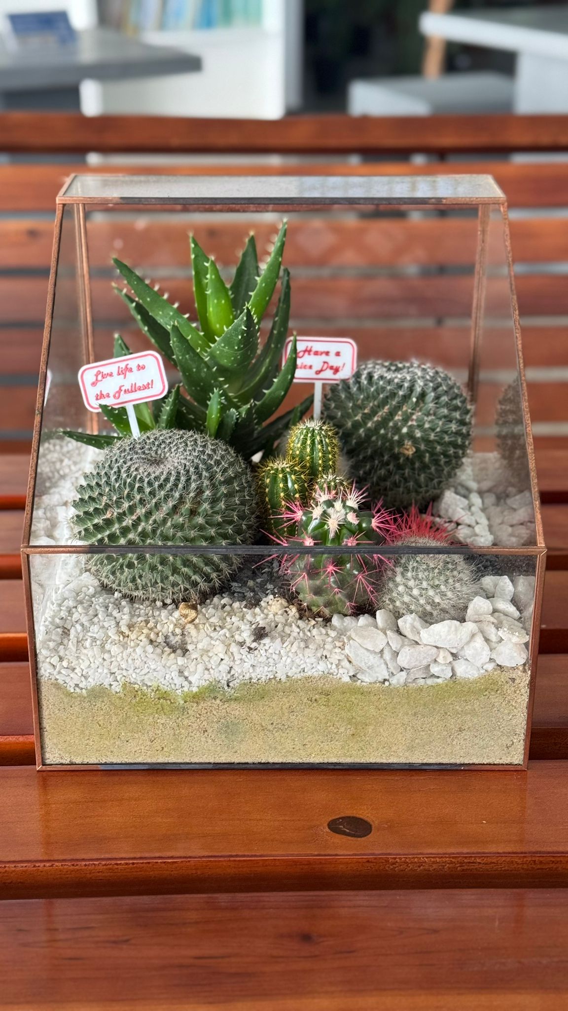 Terrariums cactus