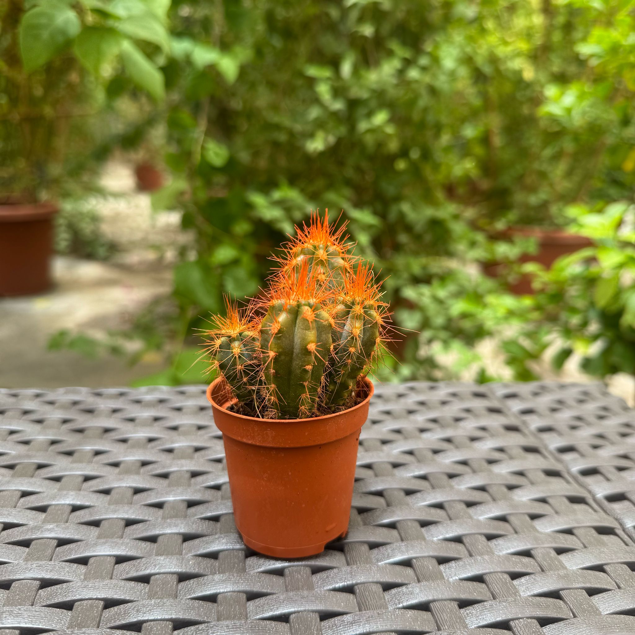 Cactus orange edition