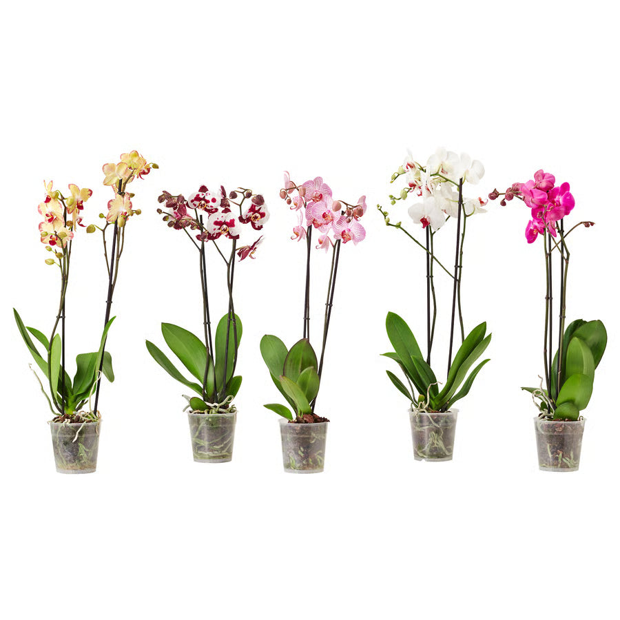 Orchids Flowers