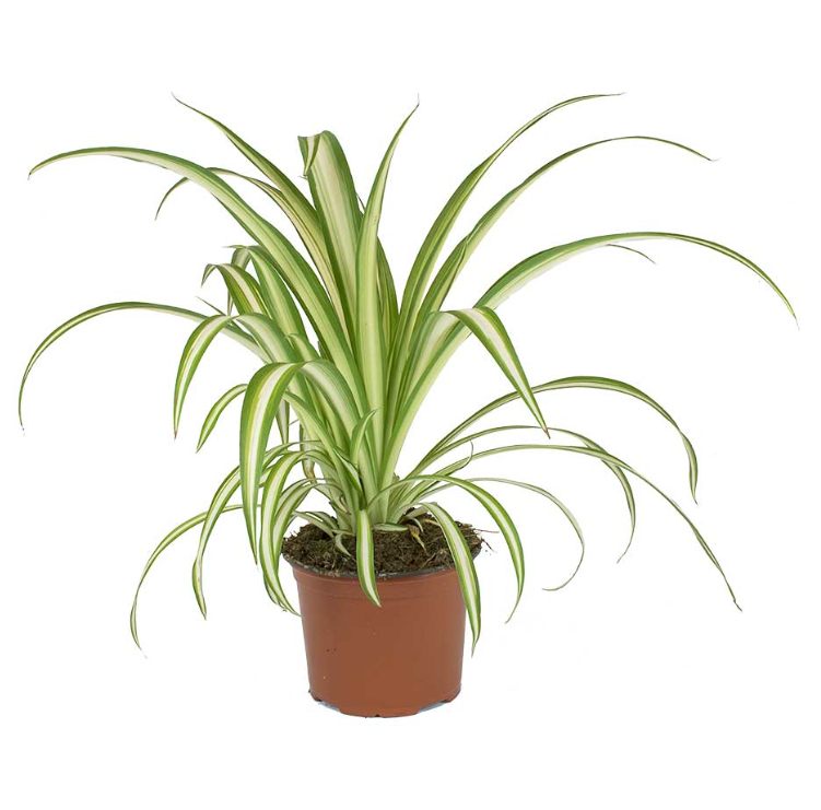 Baby dracaena warneckii