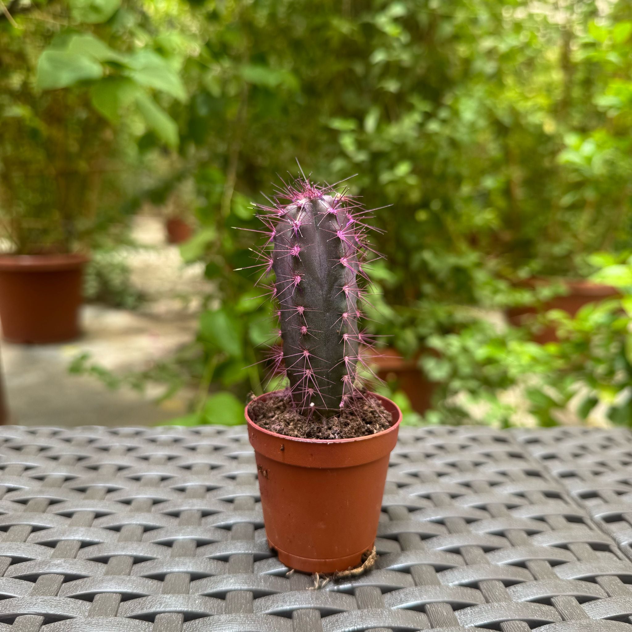 Cactus purple edtion