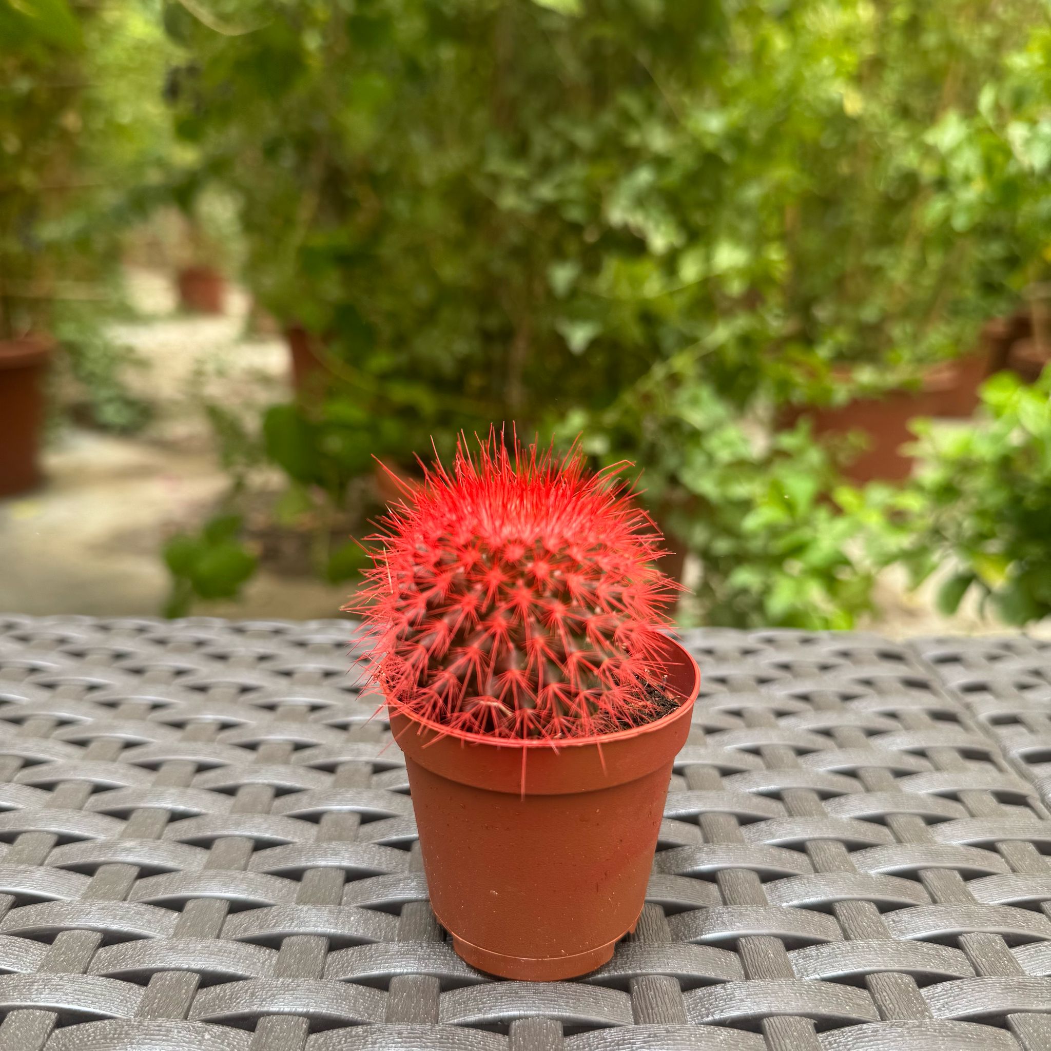Cactus red edtion