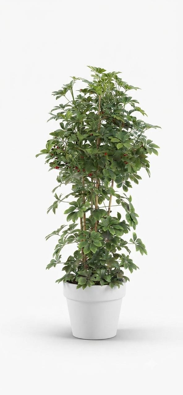 Schefflera