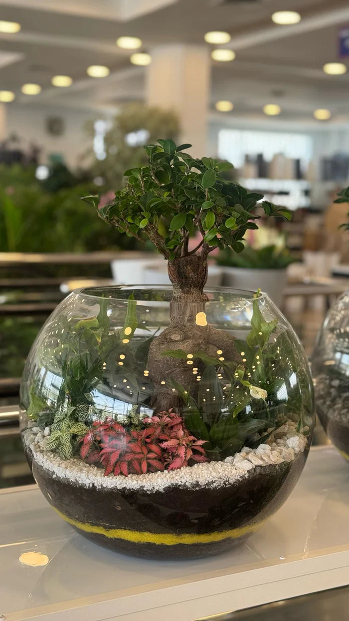 Terrariums